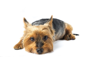 Close up of cute yorkshire terrier dog on white background