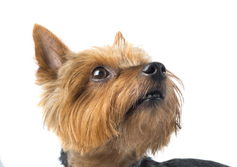 Close up of cute yorkshire terrier dog on white background