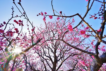 ウメの花
