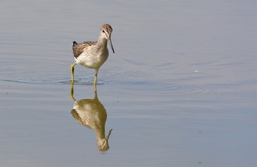 Common Greenshank on the west coast in Sweden