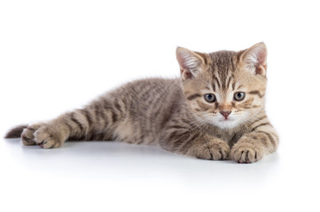 Cute scottish straight breed cat kitty lying on white background