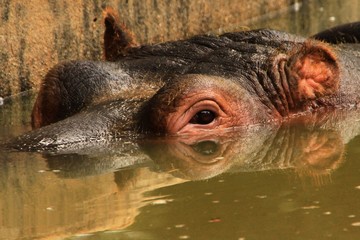 Hippo submerged in water