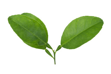 Fresh Leaves lemon isolated on white background