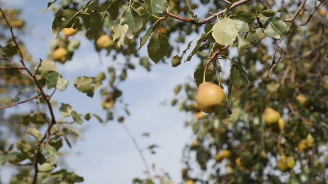 Close-up of Pyrus communis tree branches on the wind slow motion 