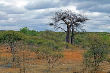 Bush Veld South Africa