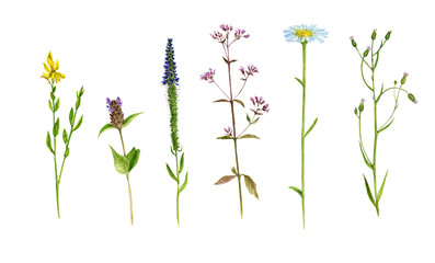Set of watercolor drawing flowers and plants