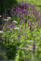 Naklejka premium Fleurs sauvages