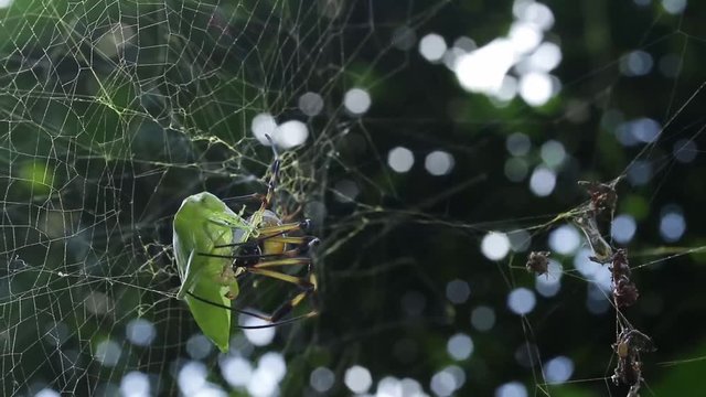 Handling a prey is extremely costly, even for a well adapted spider such as this orbweaver