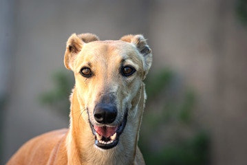 Naklejka na ściany i meble Portrait of a greyhound outdoor 