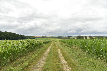 Fototapeta na wymiar Chemin traversant les champs sous un ciel de pluie ,près de Fontaine, au Périgord Vert