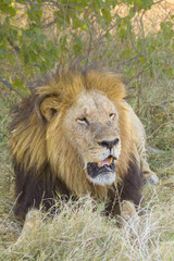 African lion portrait