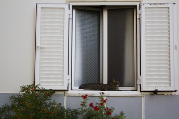 Fototapeta na wymiar Cat lying in a white window with red flowers