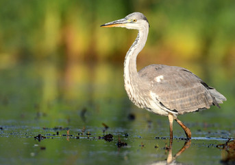 Grey heron (Ardea cinerea)