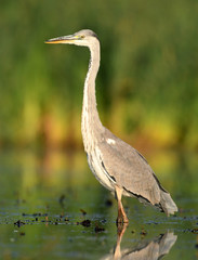 Fototapeta premium Grey heron (Ardea cinerea)