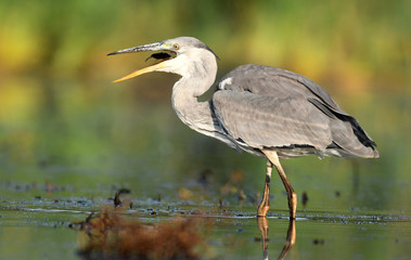 Grey heron (Ardea cinerea)