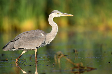 Grey heron (Ardea cinerea)