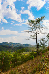 Fototapeta premium Big tree on the hill