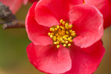 Obraz na płótnie Canvas red flower