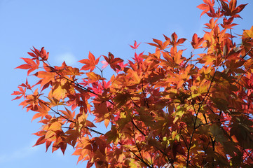 Herbstfärbung eines japanischen Ahorns