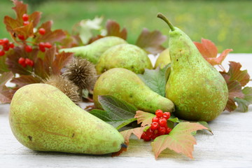 poires d'automne vertes,et feuillage de saison © Patryssia