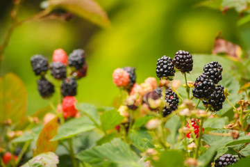 Sweet blackberries