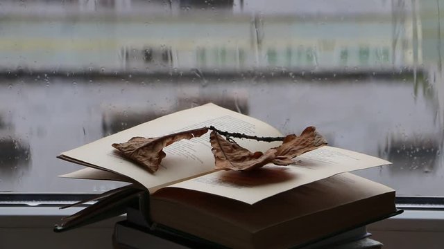 reading books by the window on a rainy autumn day
