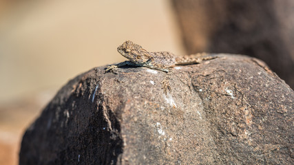 lizard lying on a rock in the sun