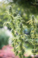 Hanfblüten an der Hanfpflanze