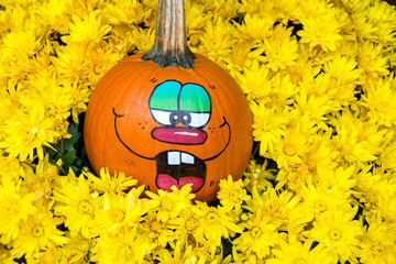 funny autumn orange pumpkin in yellow mums