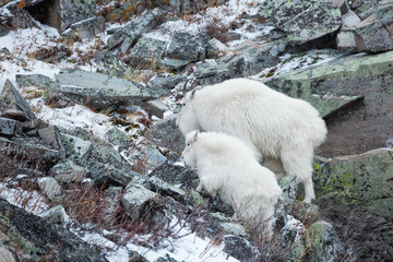 Obraz na płótnie Canvas Mountain Goat Nanny and Kid in Winter