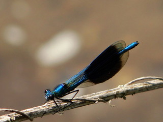 Libelle