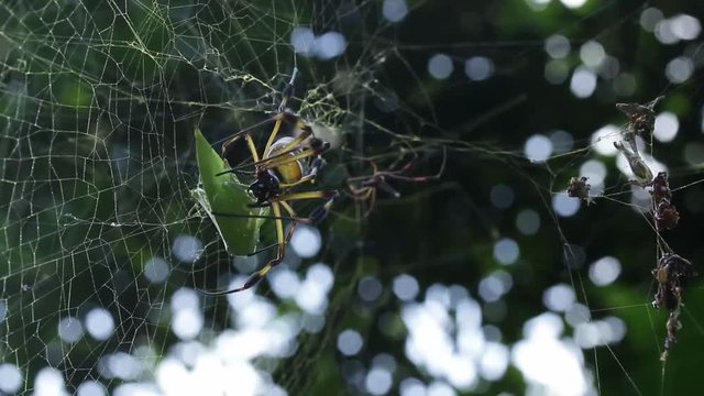Fatal spider bite, prey being put to death and digested in the same time