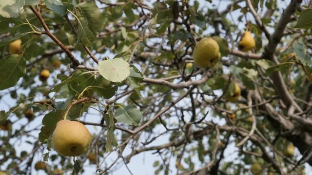 Pyrus communis tree branches on the wind footage - Tasty organic pear fruit close-up video 