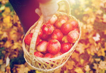 woman with basket of apples at autumn garden