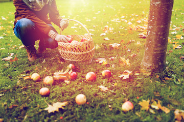 woman with basket picking apples at autumn garden