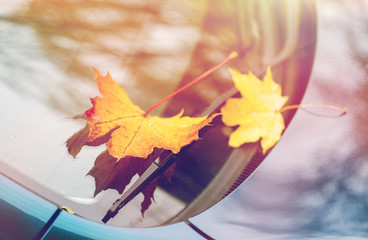 close up of car wiper with autumn leaves