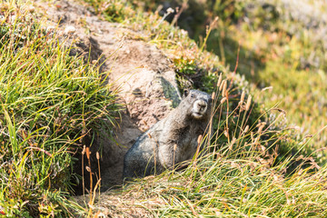 Naklejka na ściany i meble Curious marmot standing outside his den in grass
