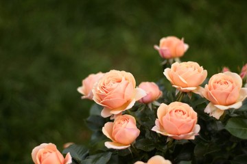 Rose 'Yours in Continued Friendship' planted on the edge of a green lawn.