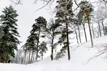Bright sunny pine forest covered with snow in winter