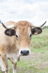 Curious Aubrac  beef cow in a summer pasture on a cloudy day. Close up head shot looking at camera