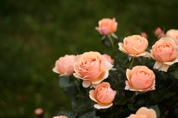 Rose 'Yours in Continued Friendship' planted on the edge of a green lawn.
