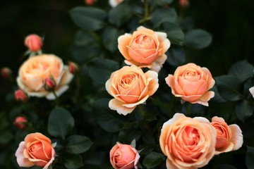 Rose 'Yours in Continued Friendship' planted on the edge of a green lawn.