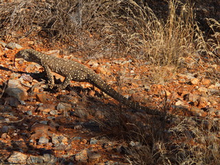 Perentie, der größte Waran Australiens