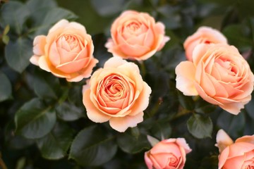 Rose 'Yours in Continued Friendship' planted on the edge of a green lawn.