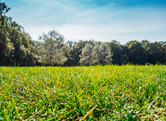 green grass with trees in background at german park