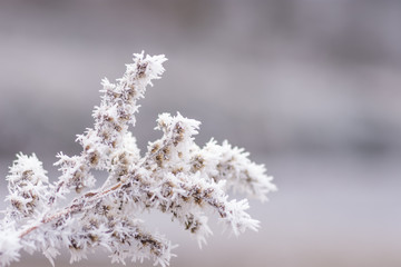 Frost im Winter