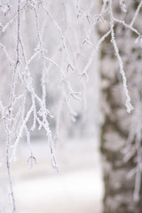 Frost im Winter