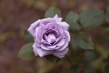 Beautiful blue rose - 