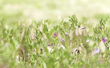 Fototapeta premium Young horsetail and pink flower of bush vetch