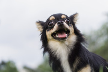 Chihuahua is smiling happily.
